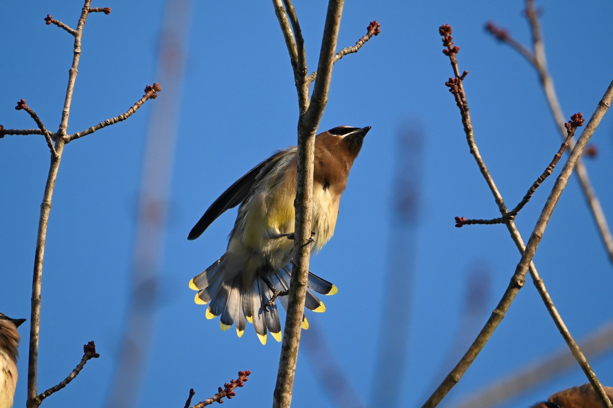 Cedar Waxwing - ML647389937