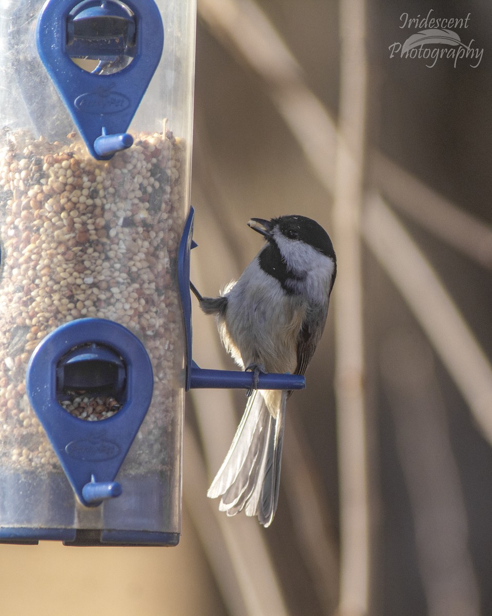 Carolina Chickadee - ML647389944