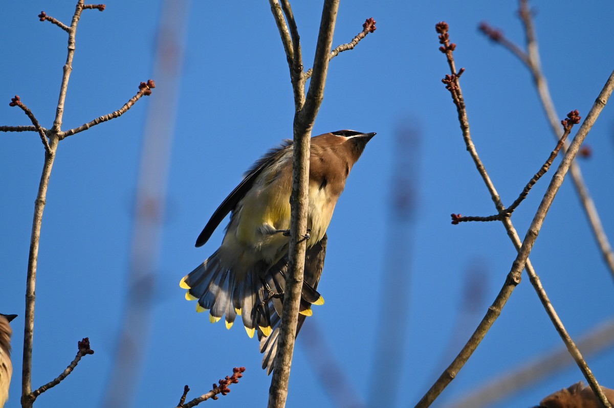 Cedar Waxwing - ML647389950