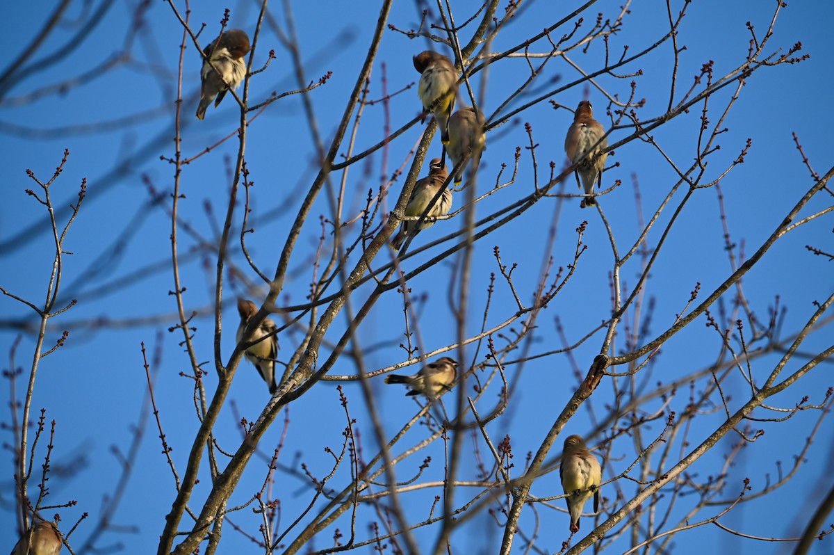 Cedar Waxwing - ML647389953