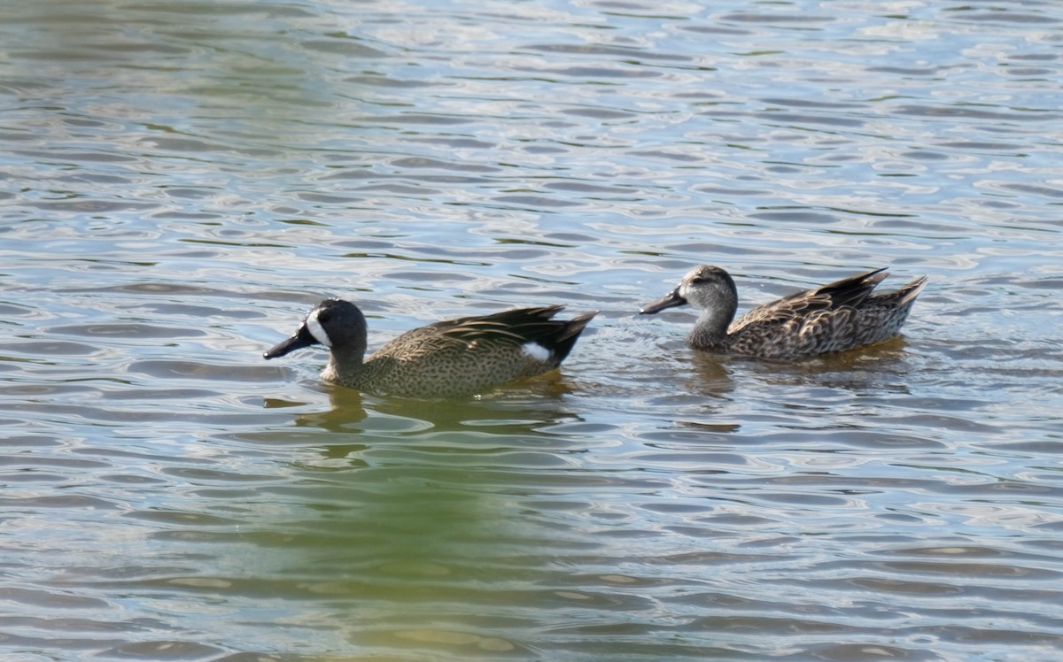 Чирянка блакитнокрила - ML647389954