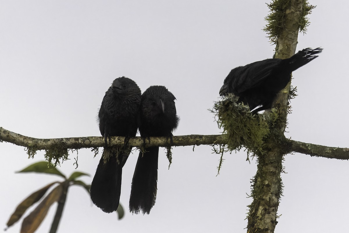 Smooth-billed Ani - ML647389955