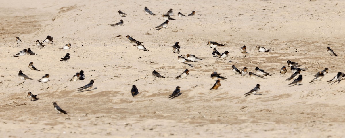 Ластівка сільська - ML647389957