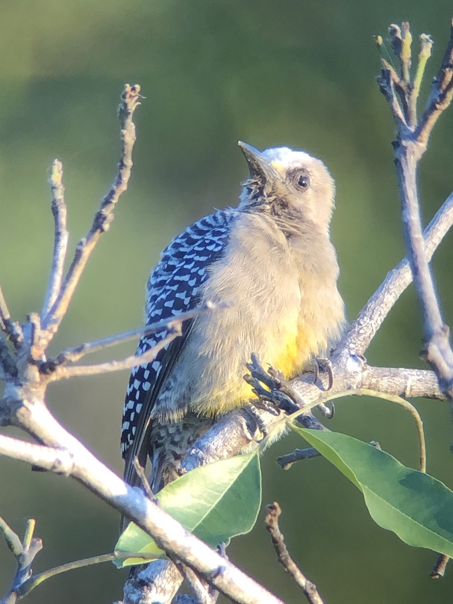 Hoffmann's Woodpecker - ML647389972