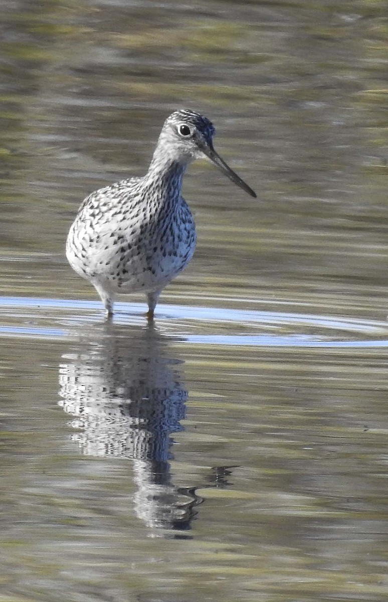 Greater Yellowlegs - ML647389986