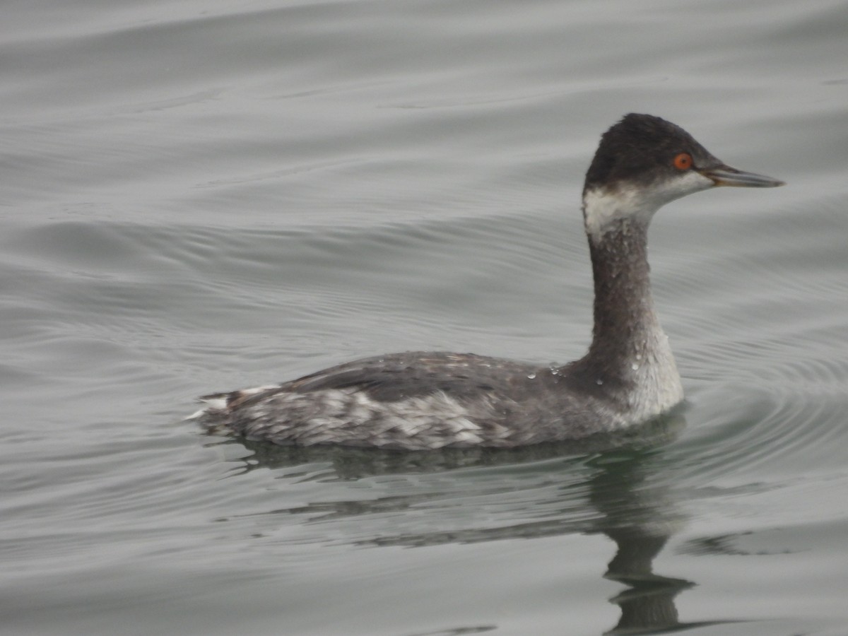 Eared Grebe - ML647389989
