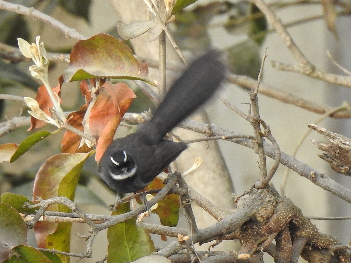 White-throated/White-browed Fantail - ML647390002