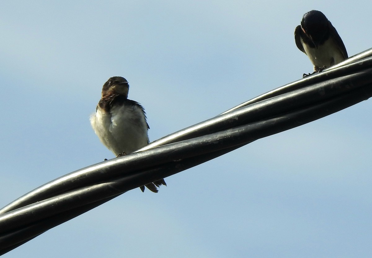 Ластівка сільська - ML647390007