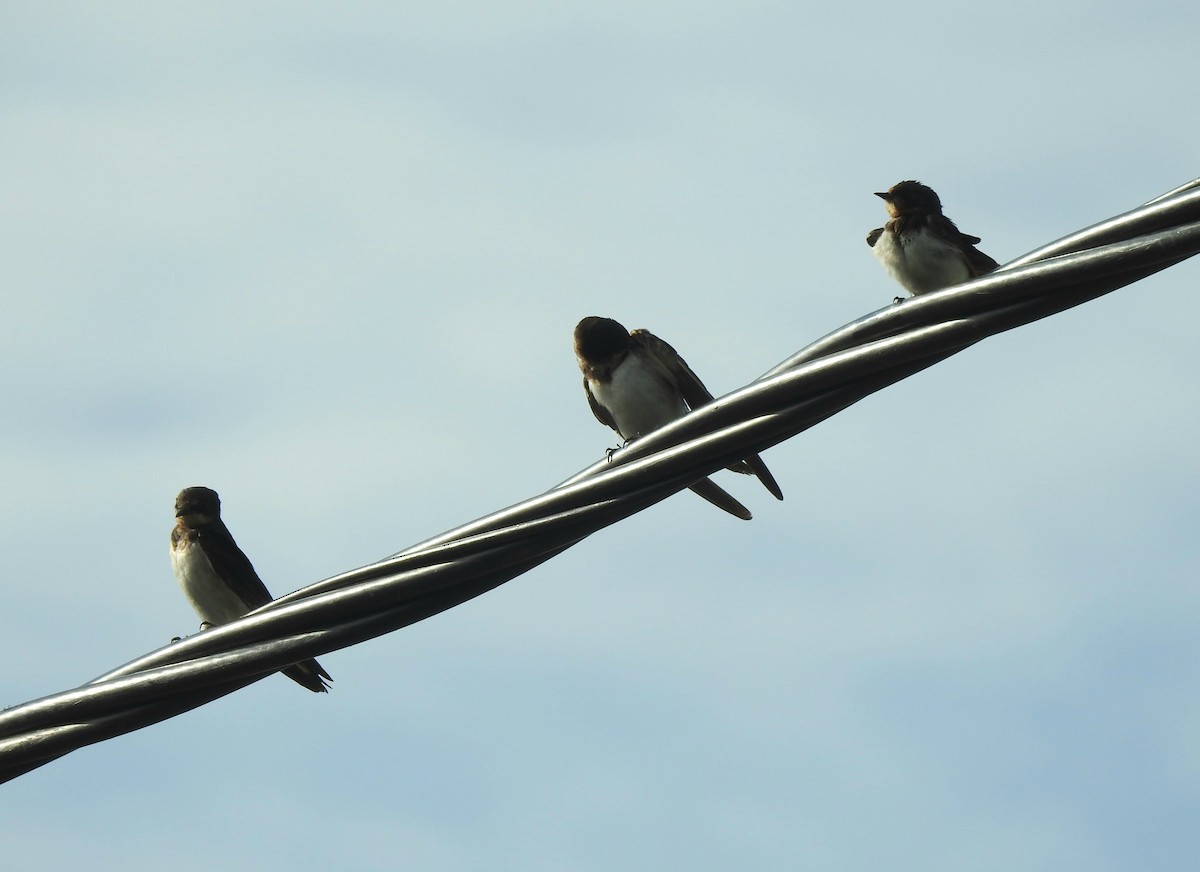 Ластівка сільська - ML647390010