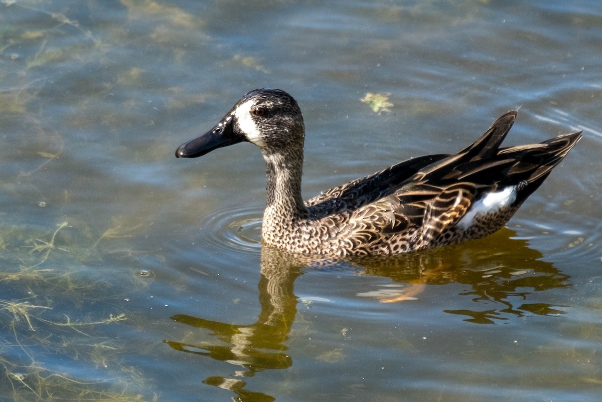 Чирянка блакитнокрила - ML647390011