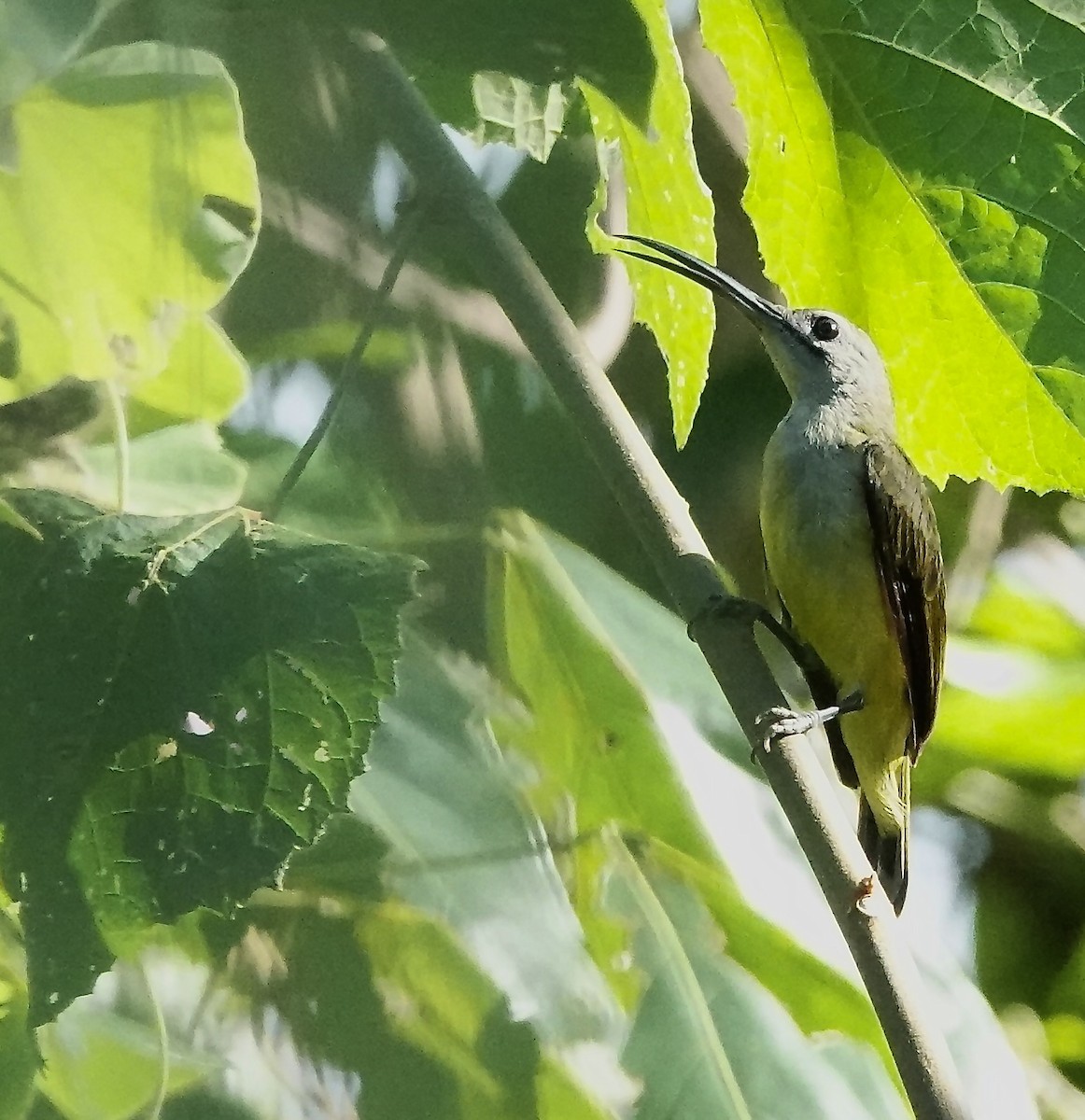 Little Spiderhunter - ML647390014