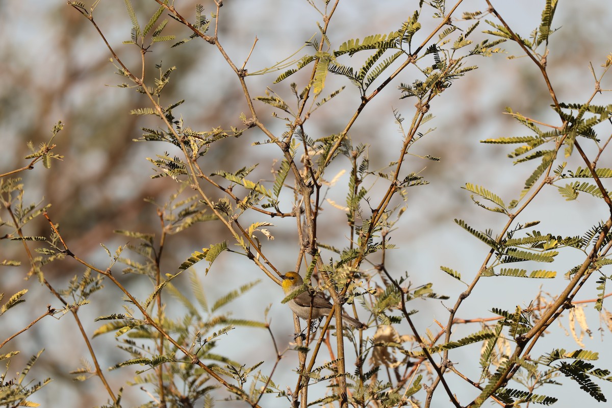 アメリカツリスガラ - ML647390017