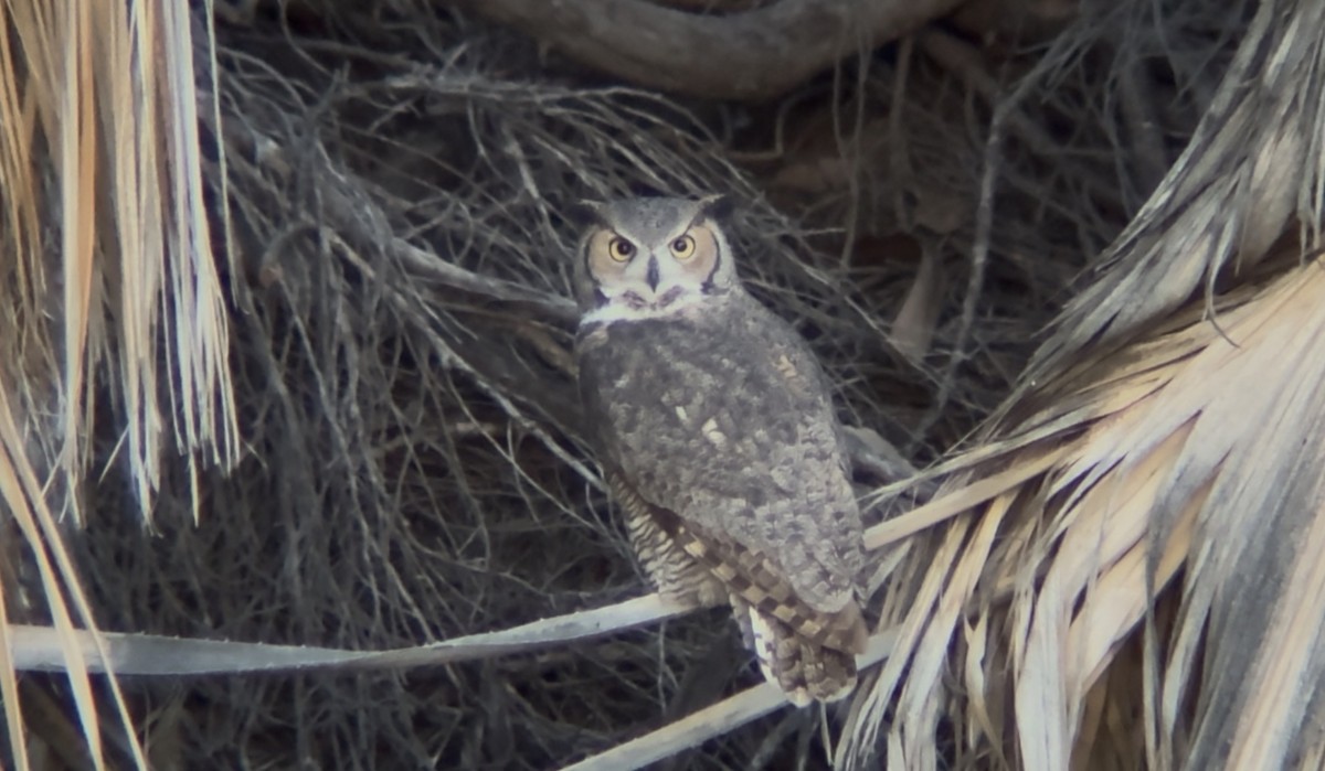 アメリカワシミミズク - ML647390023