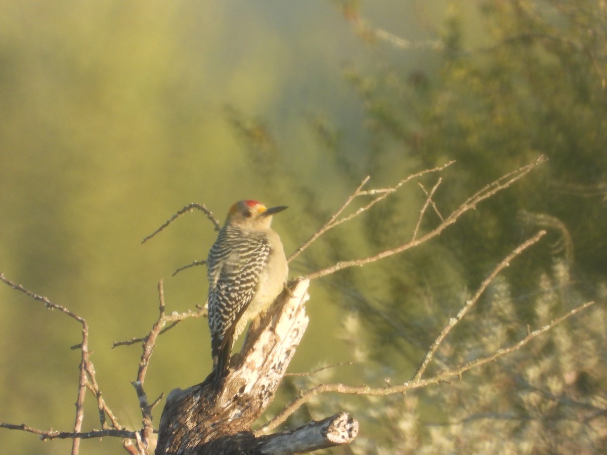 キバナシマセゲラ - ML647390024