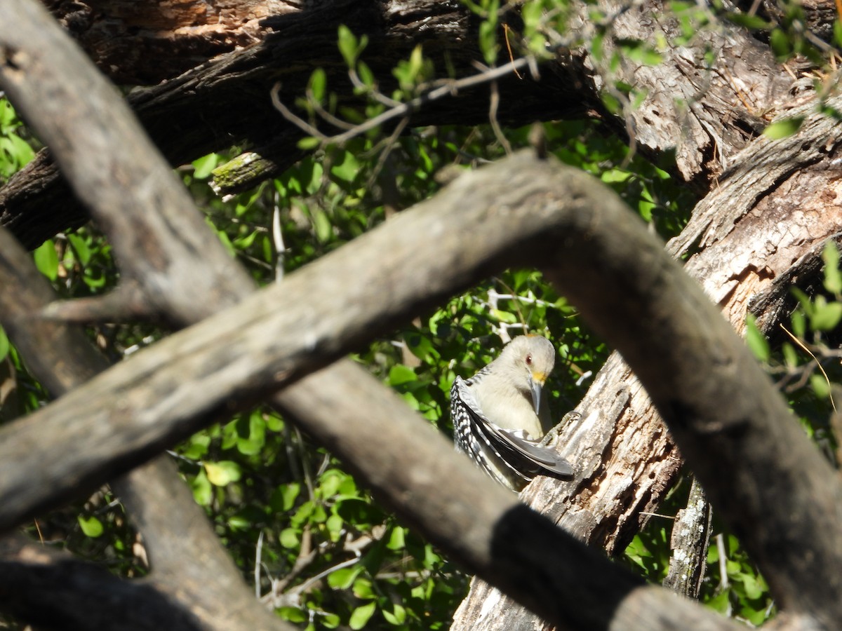 キバナシマセゲラ - ML647390025