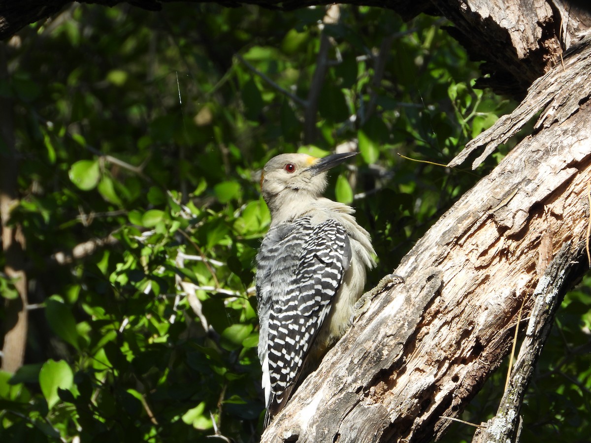 キバナシマセゲラ - ML647390026