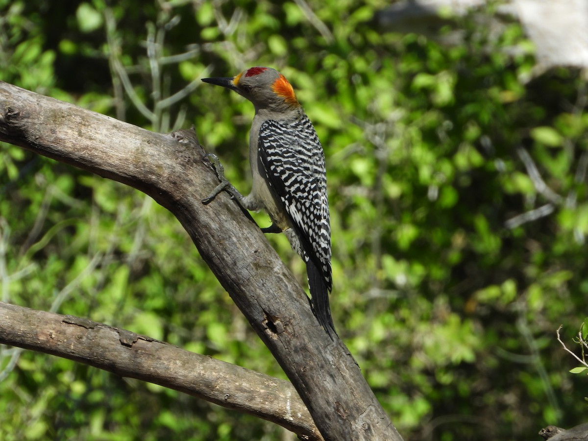 キバナシマセゲラ - ML647390027