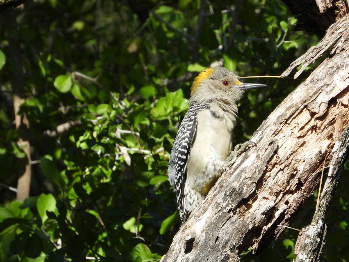 キバナシマセゲラ - ML647390028