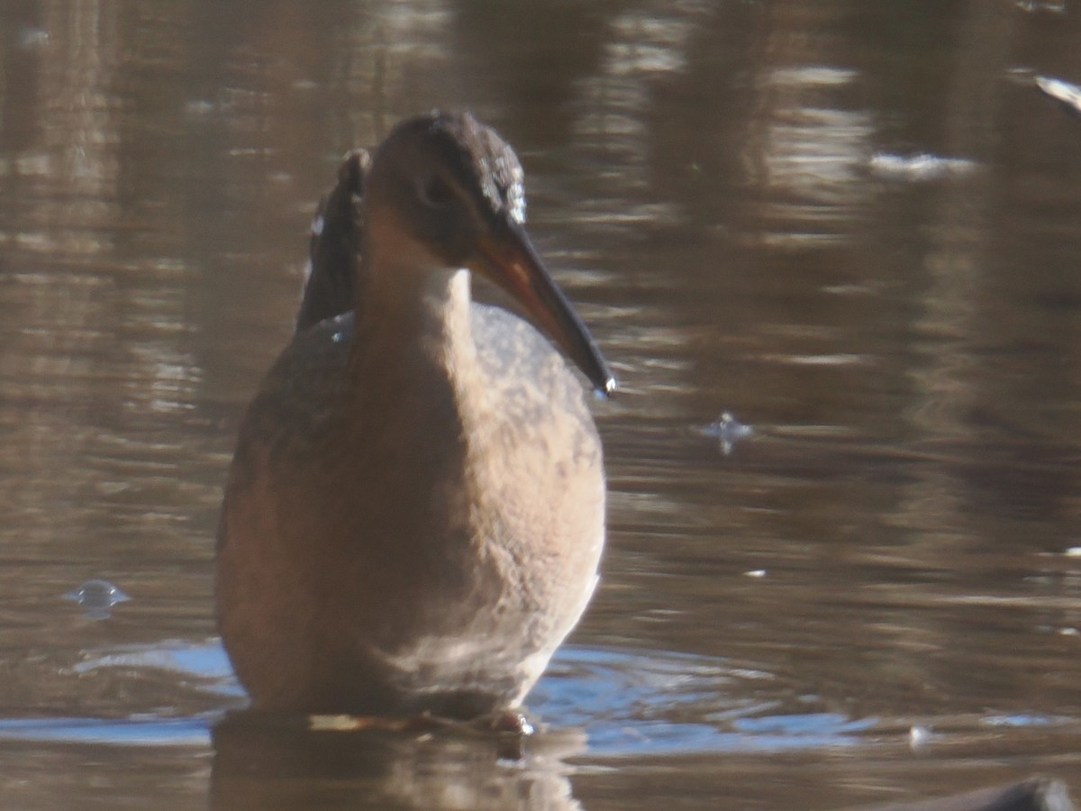 オウサマクイナ - ML647390031