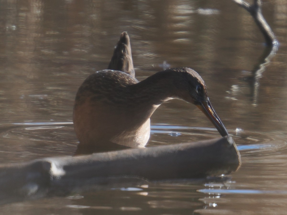 オウサマクイナ - ML647390032