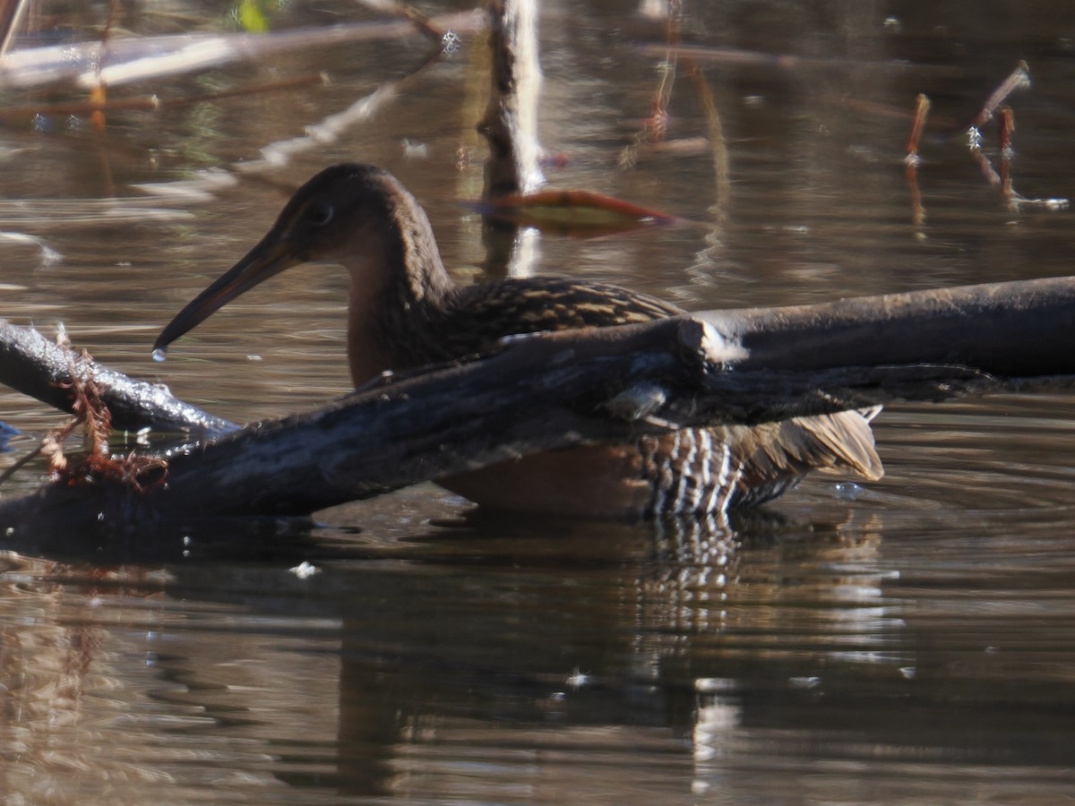 オウサマクイナ - ML647390033