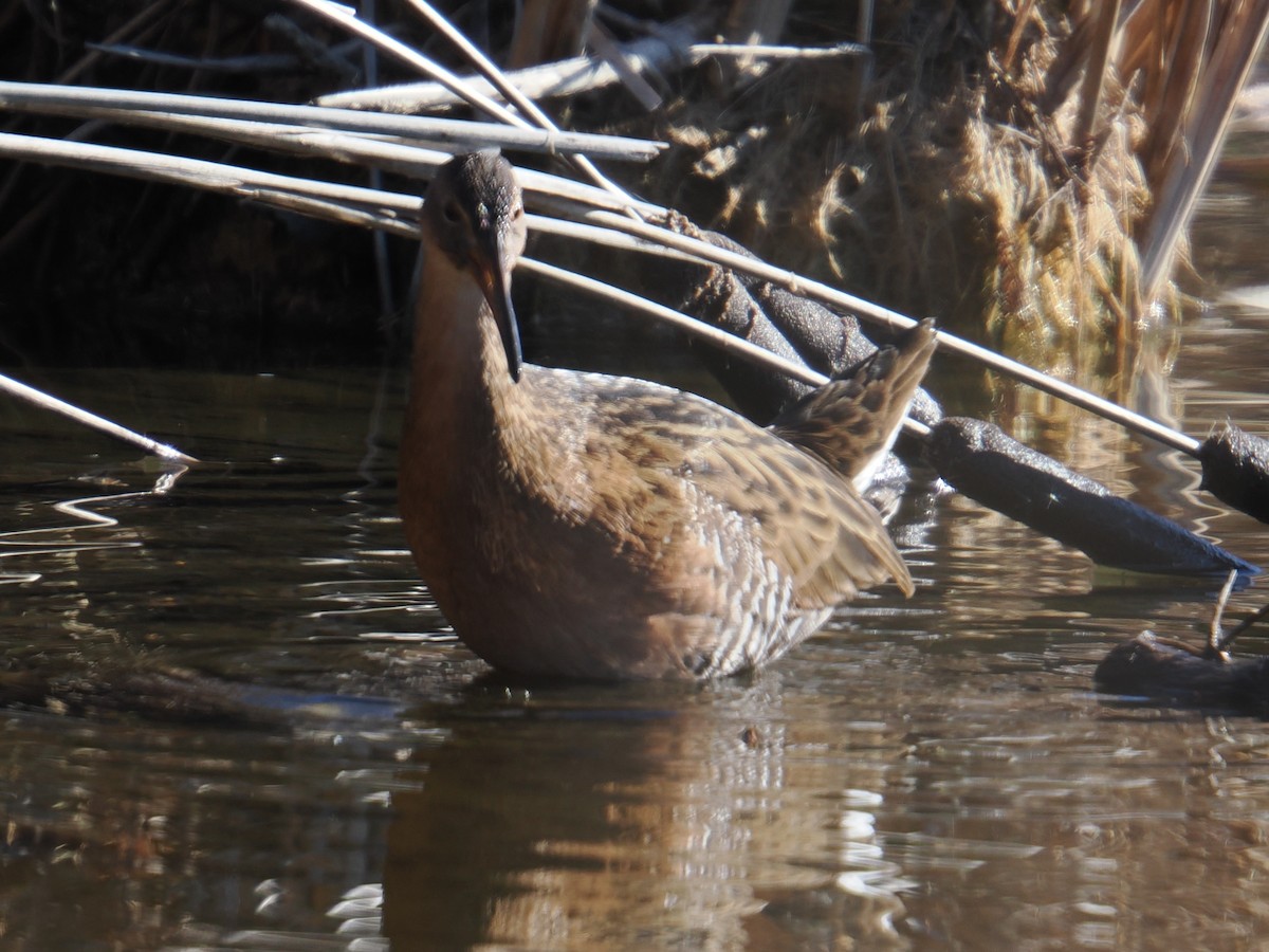 オウサマクイナ - ML647390034