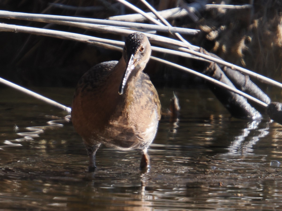 オウサマクイナ - ML647390035