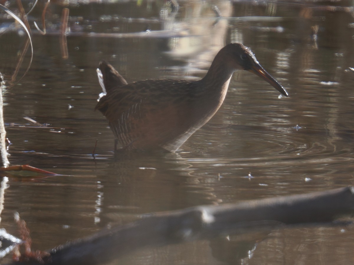 オウサマクイナ - ML647390036