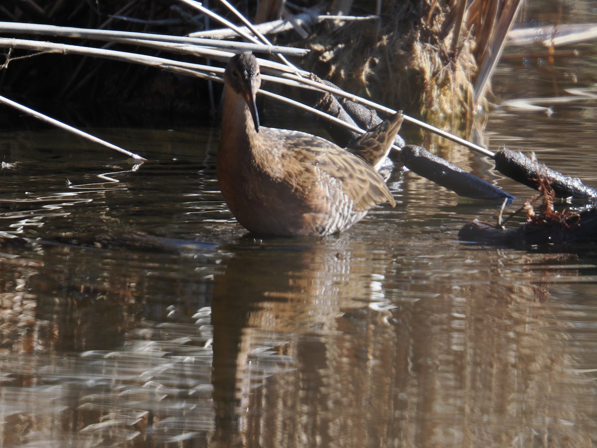 オウサマクイナ - ML647390037