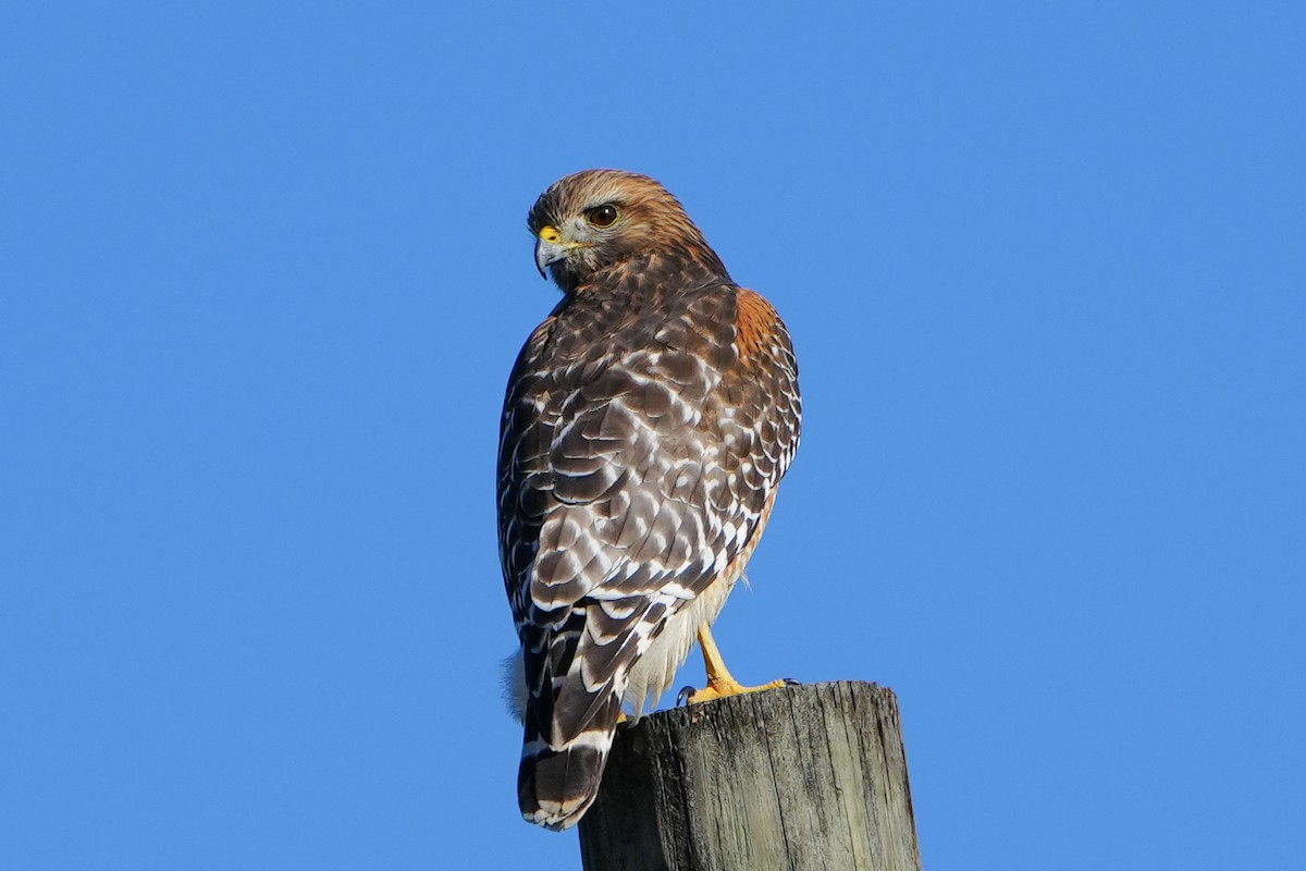 カタアカノスリ - ML647390038