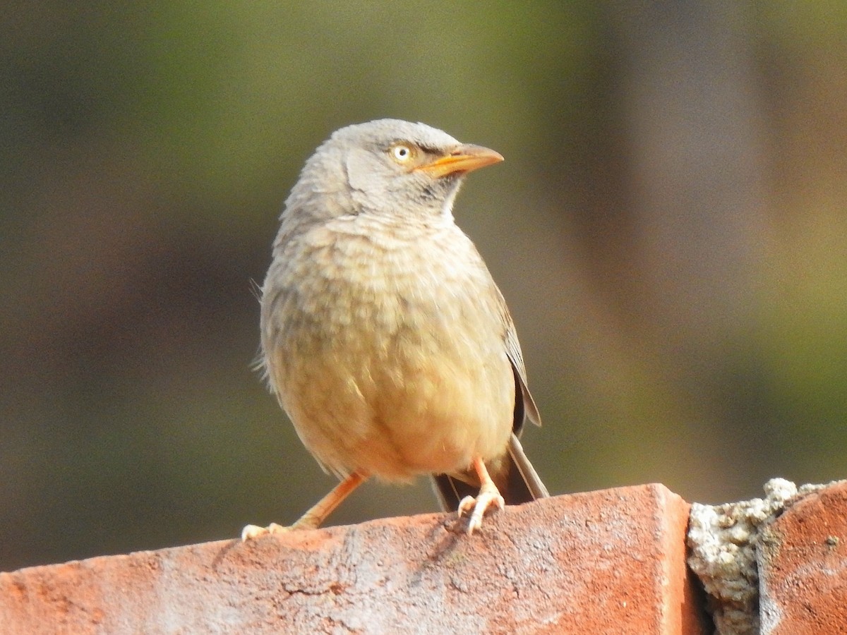 ツチイロヤブチメドリ - ML647390039