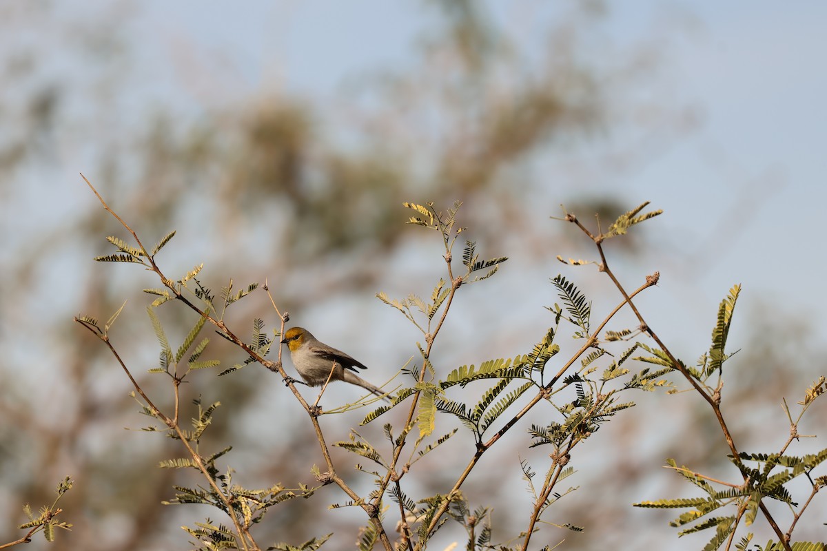 アメリカツリスガラ - ML647390040