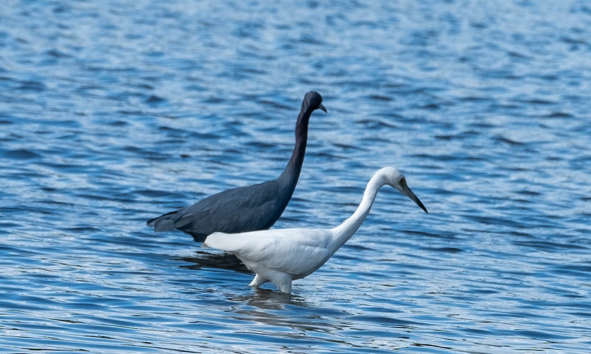 ヒメアカクロサギ - ML647390042