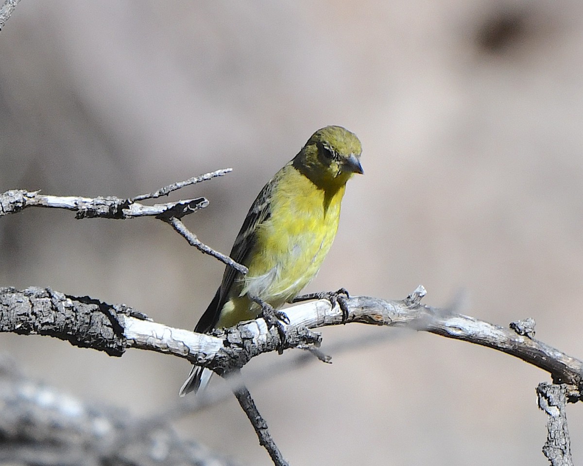 ヒメキンヒワ - ML647390043