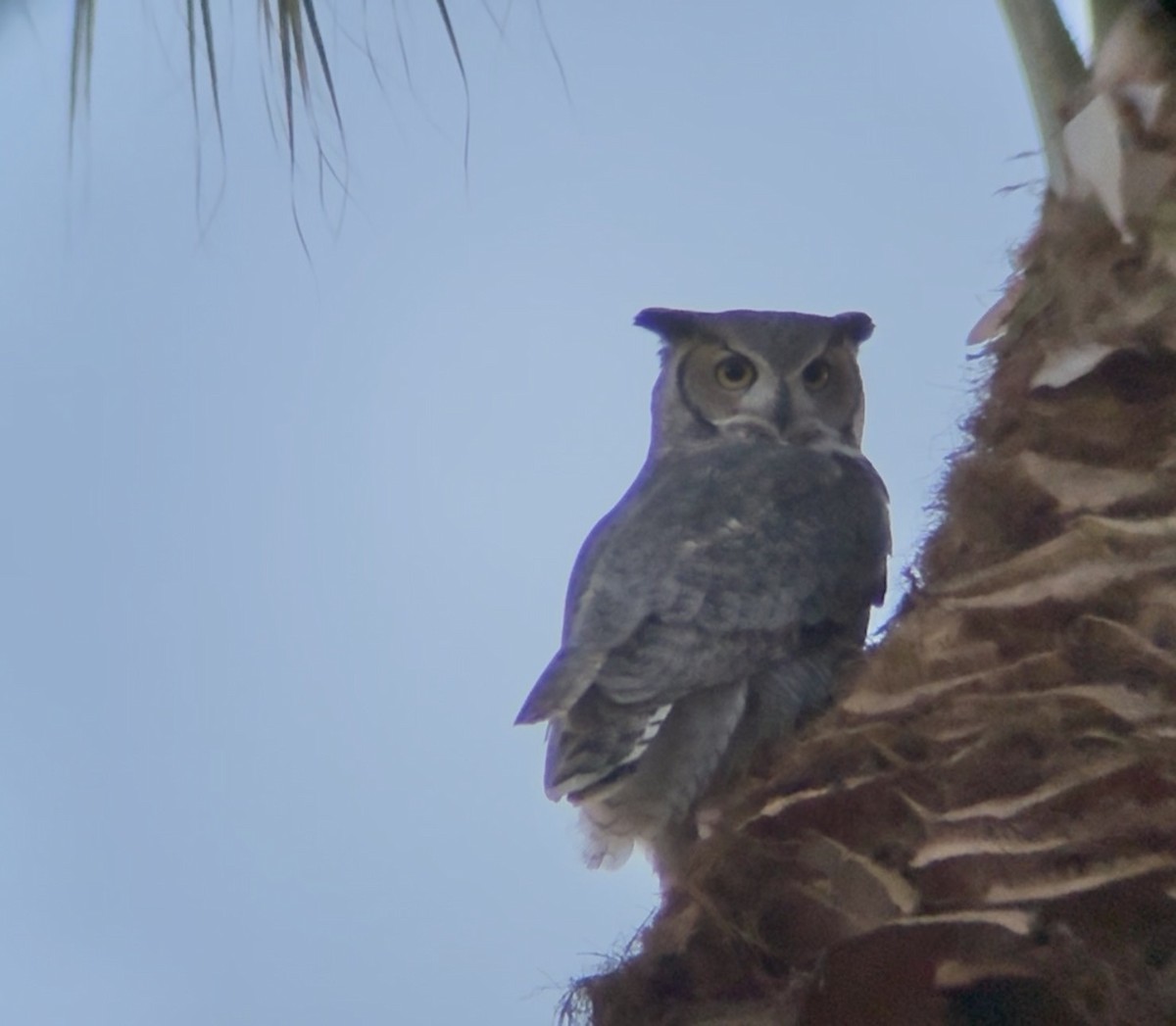 アメリカワシミミズク - ML647390044