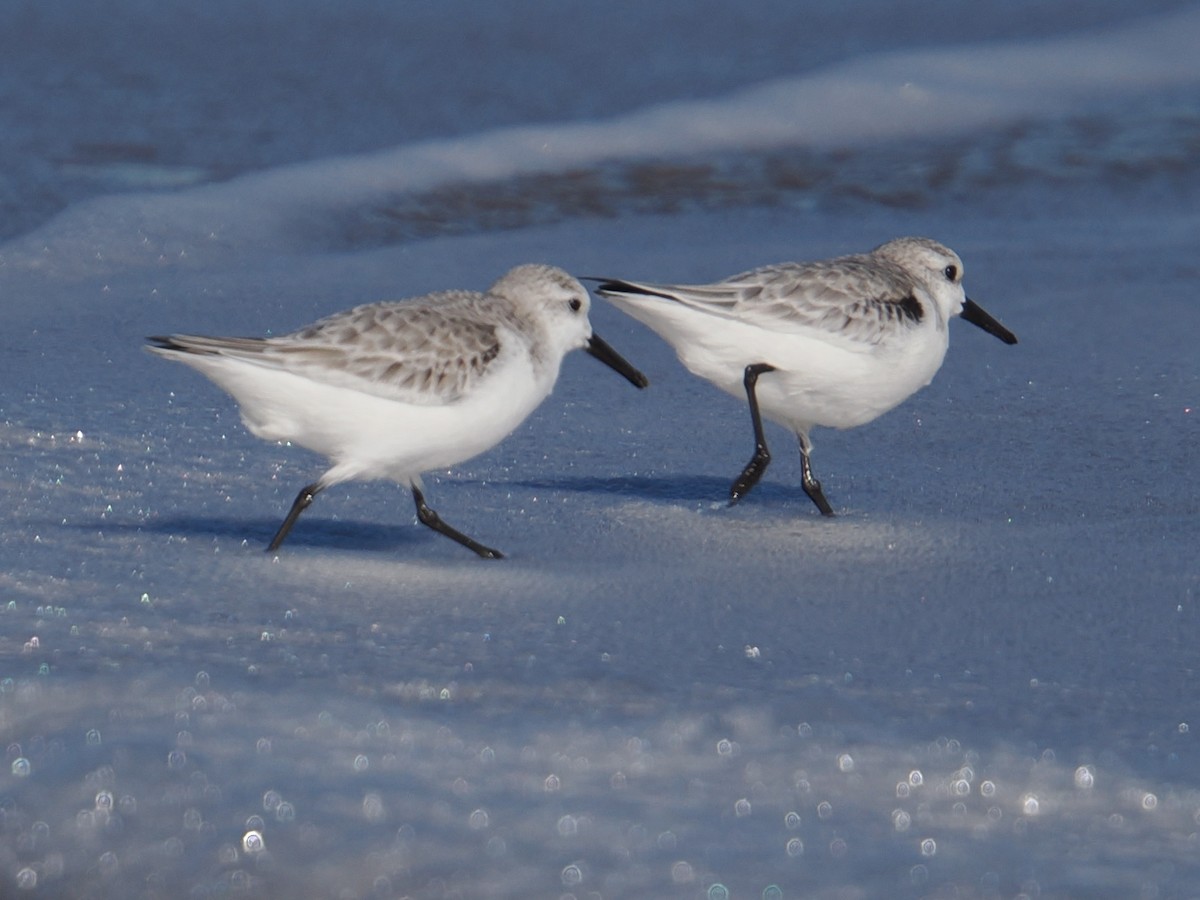 ミユビシギ - ML647390047