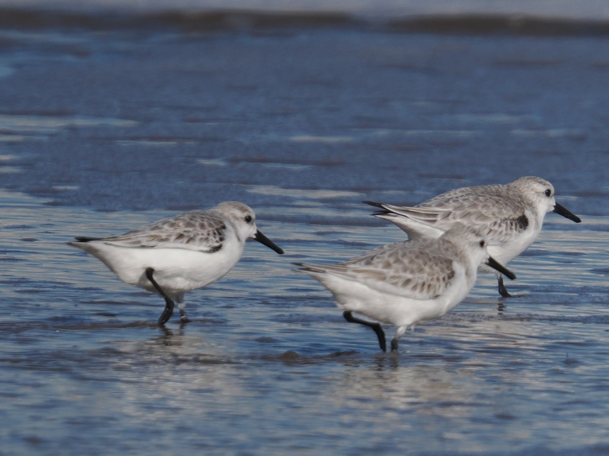 ミユビシギ - ML647390049