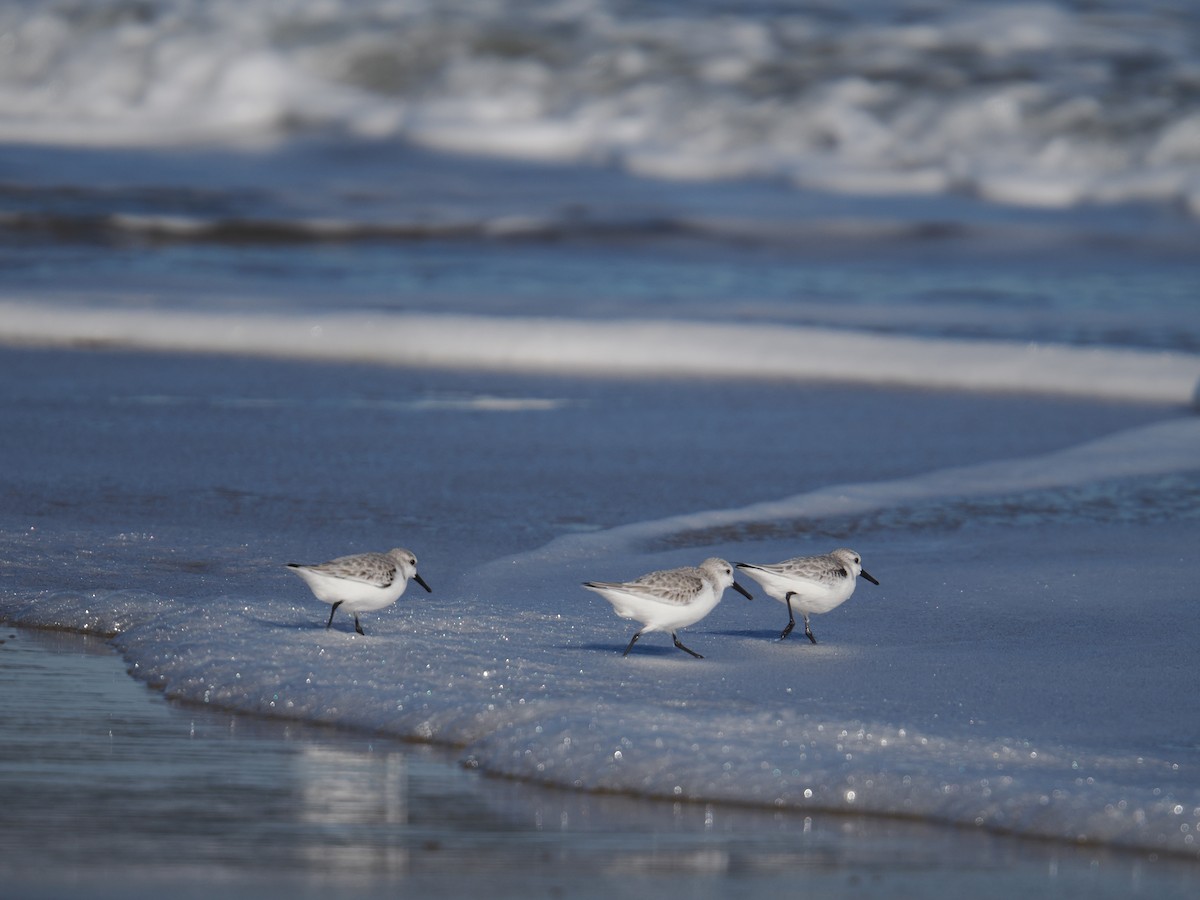 ミユビシギ - ML647390050