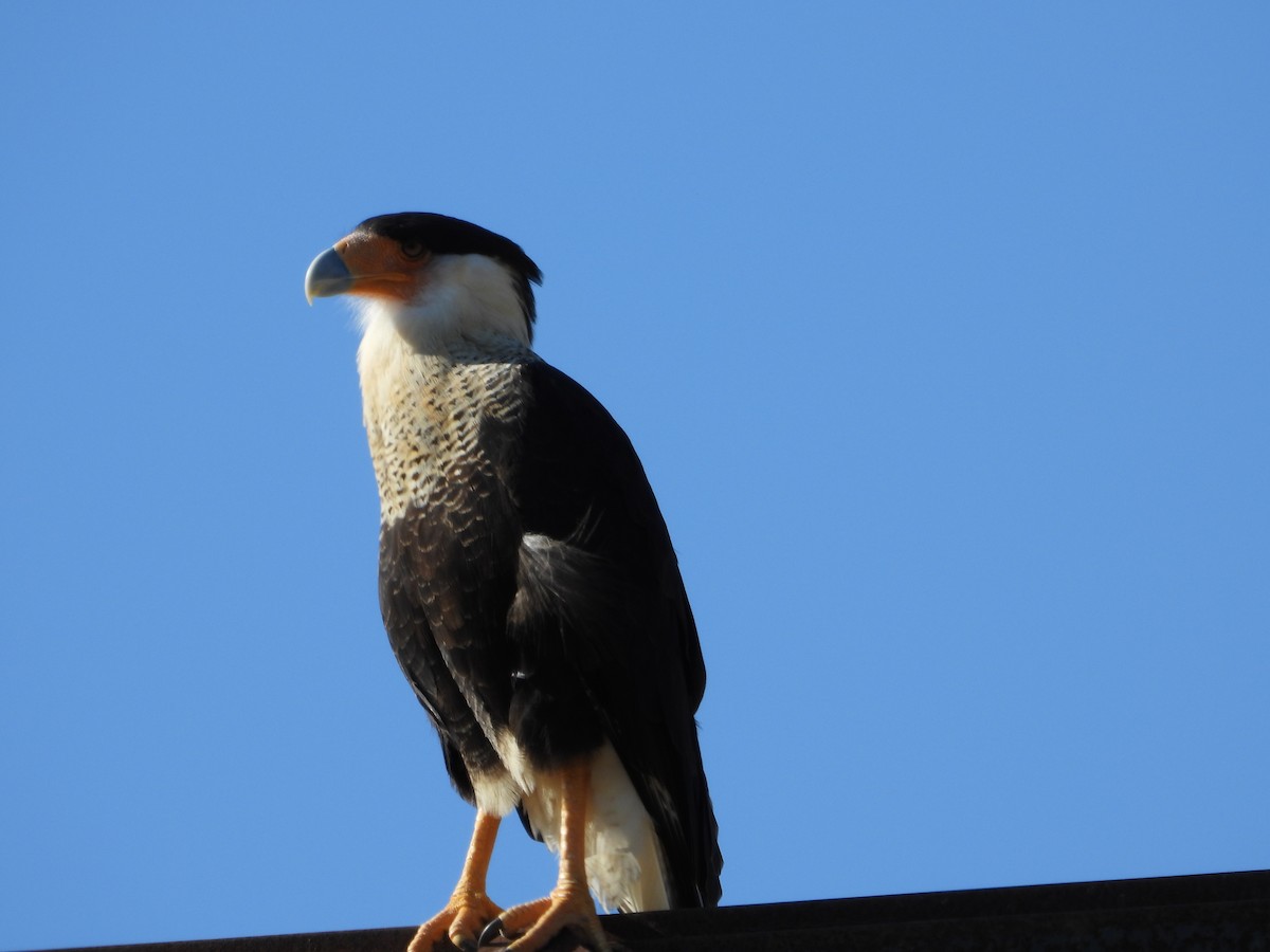 ミナミカラカラ - ML647390051