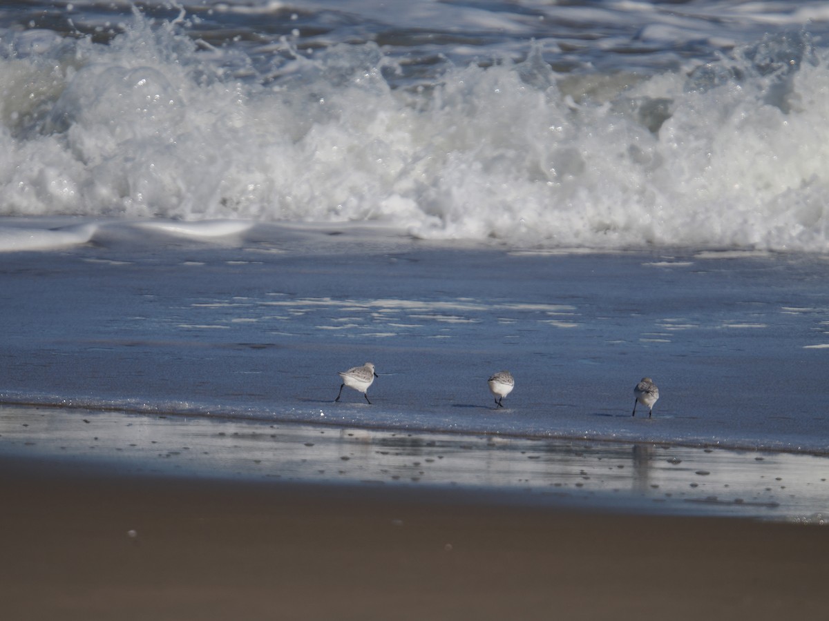 ミユビシギ - ML647390052