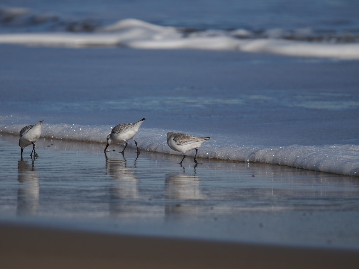 ミユビシギ - ML647390053