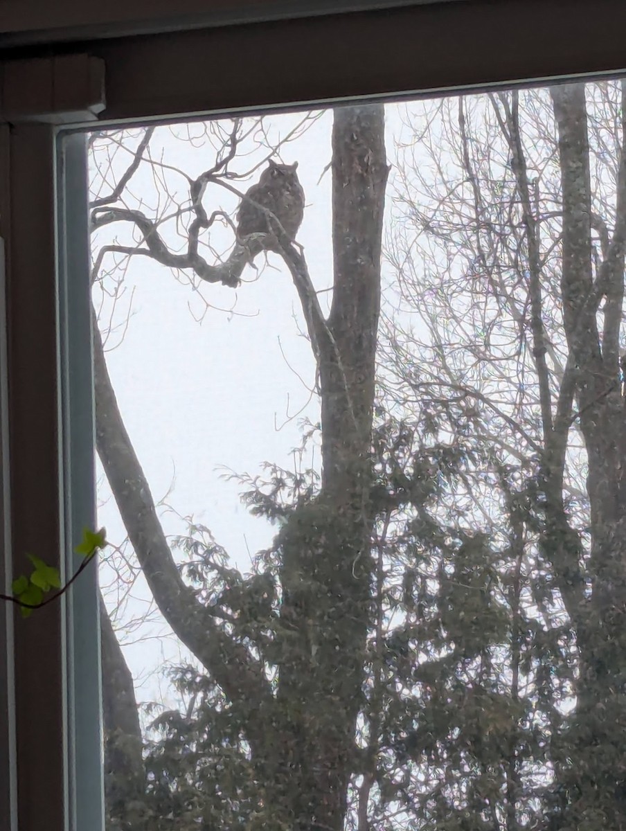 アメリカワシミミズク - ML647390055