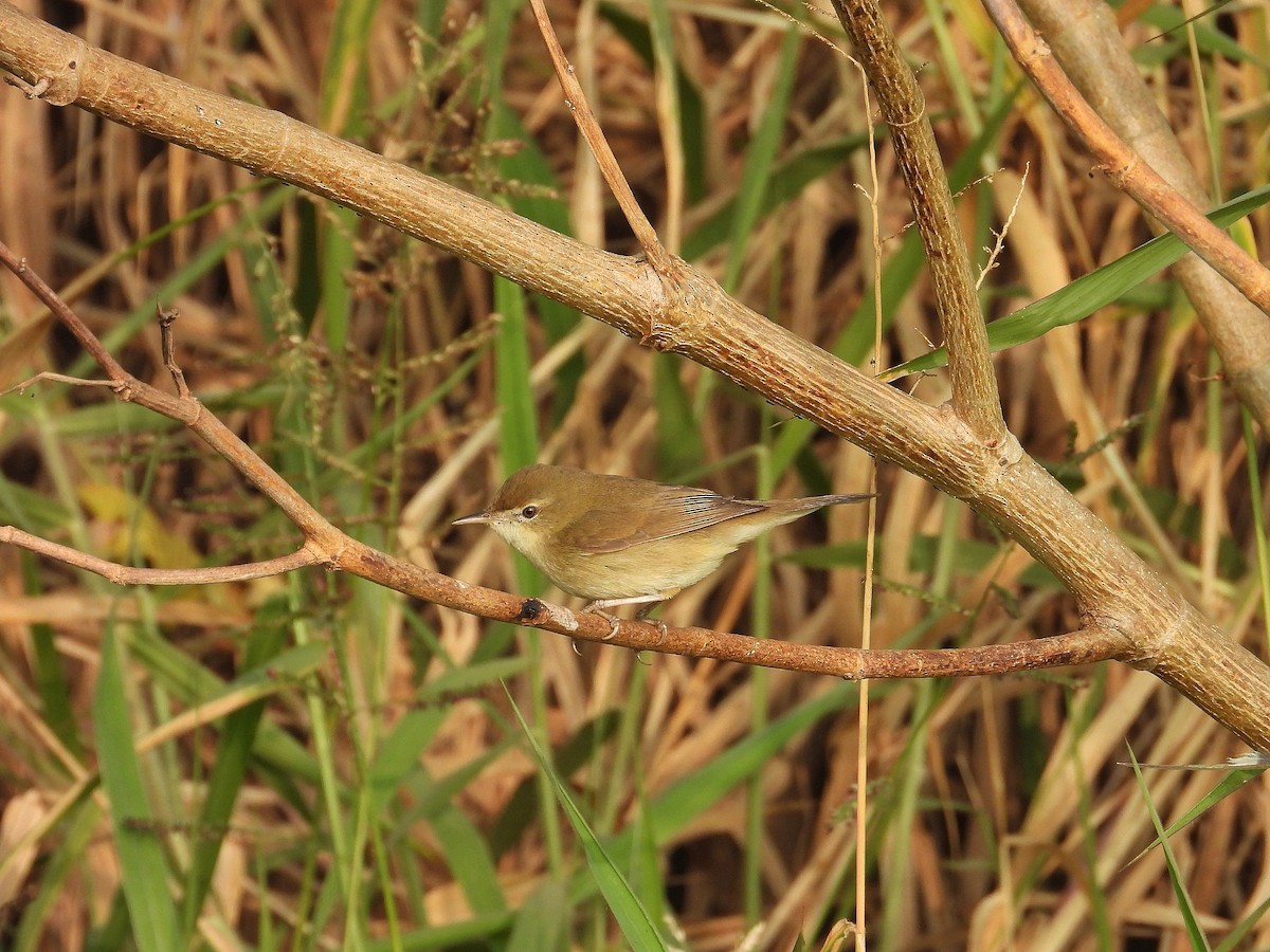 ヤブヨシキリ - ML647390056