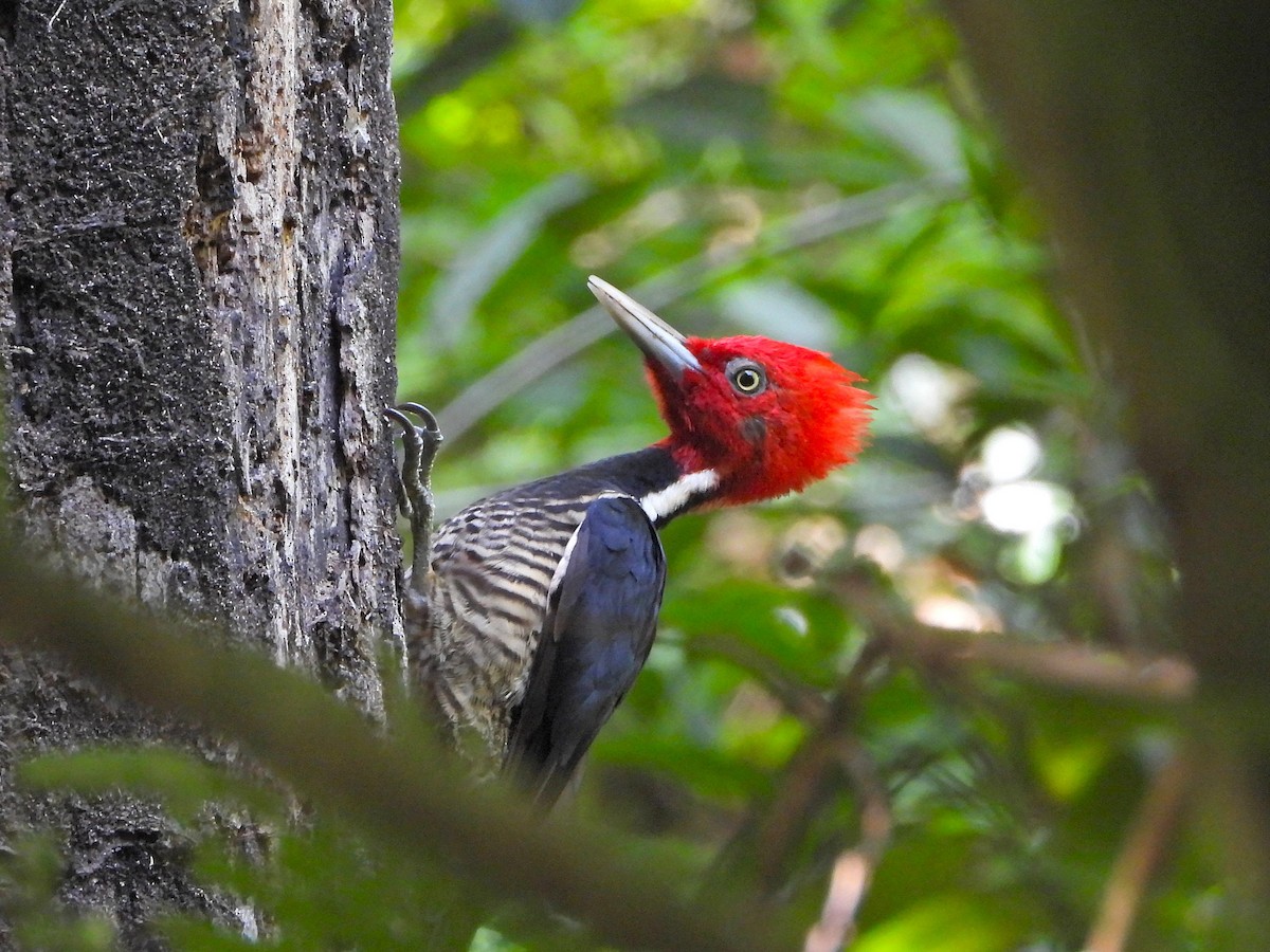 Pale-billed Woodpecker - ML647390073