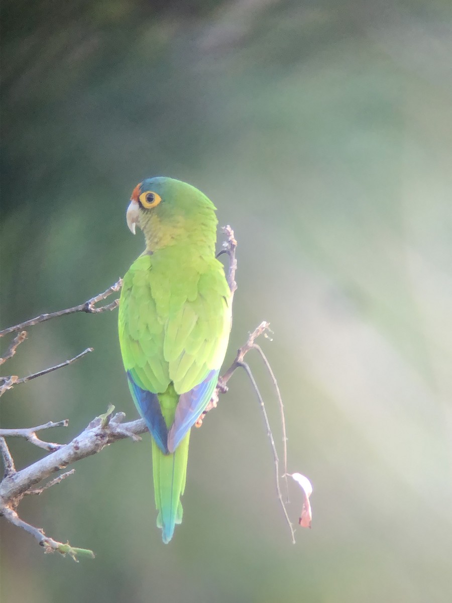 Orange-fronted Parakeet - ML647390079
