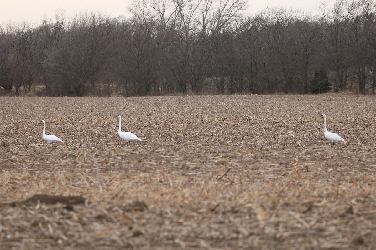 Trumpeter Swan - ML647390087