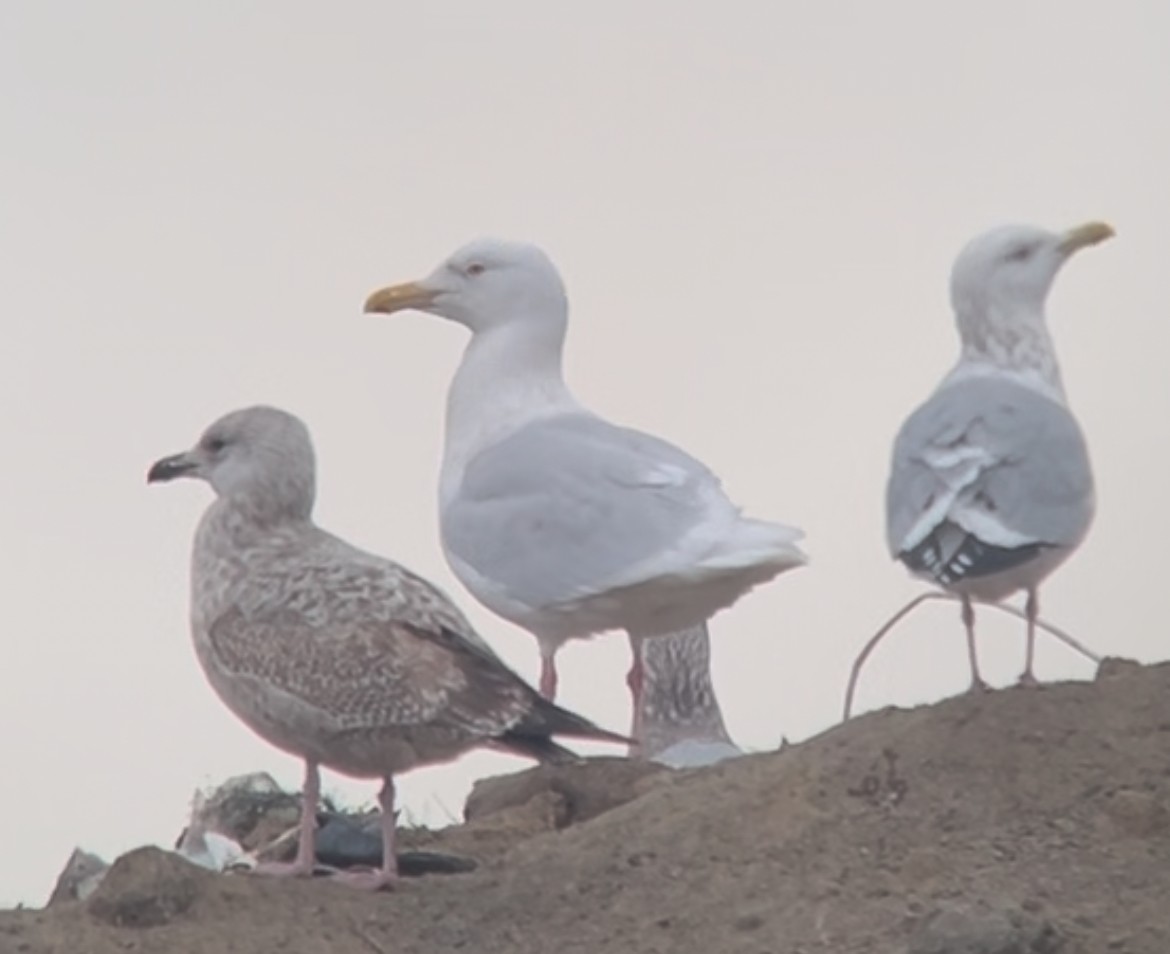 Gavión Hiperbóreo - ML647390100