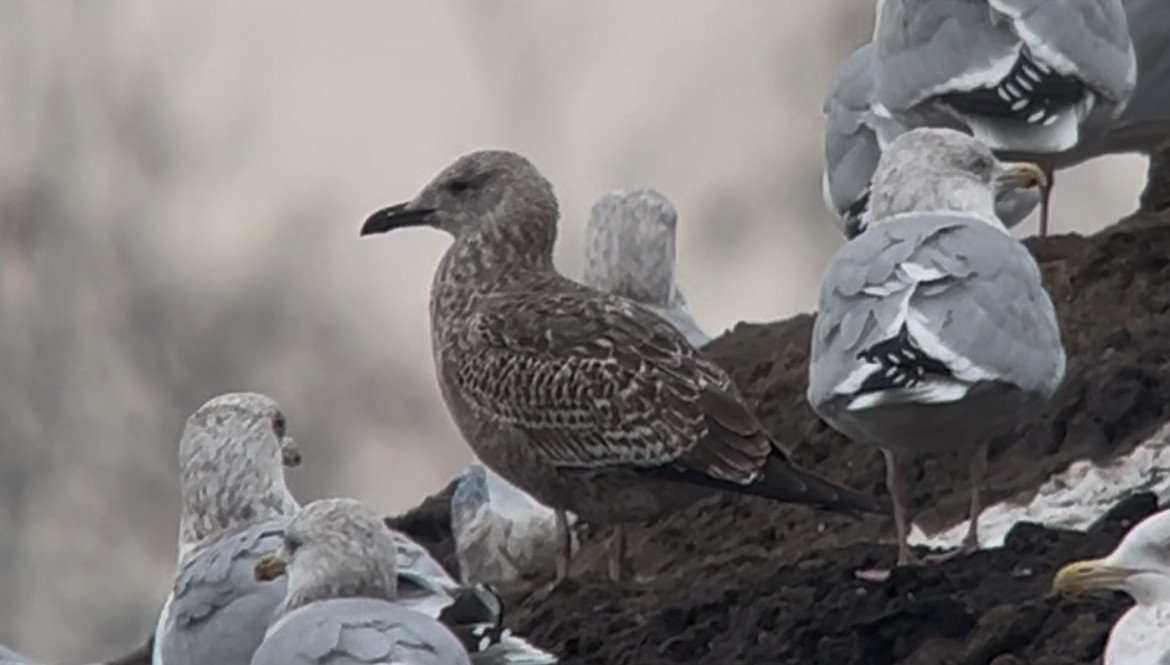 Lesser Black-backed Gull - ML647390102