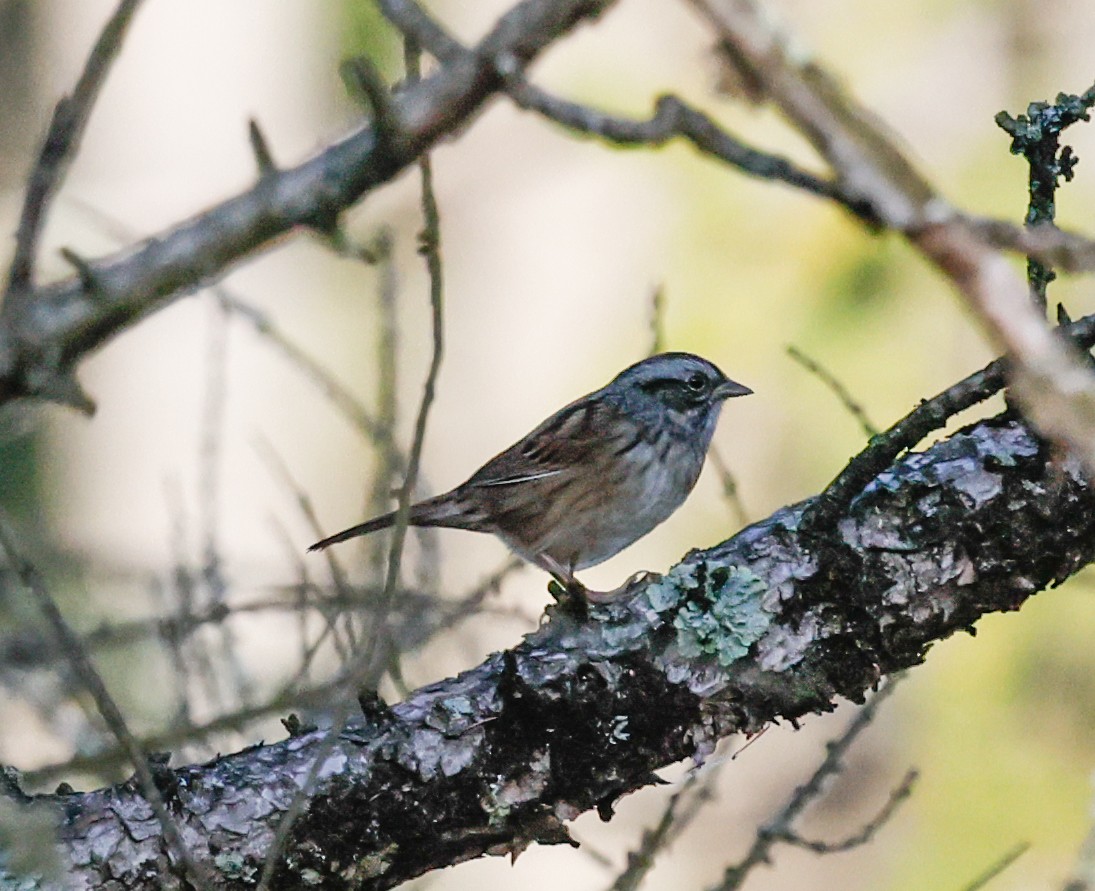 Swamp Sparrow - ML647390103
