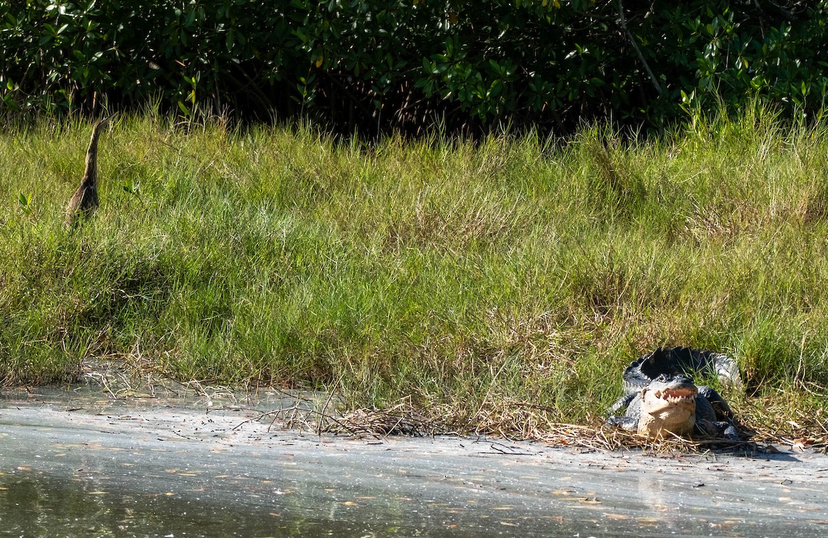 American Bittern - ML647390104